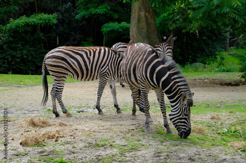 zebra in zoo