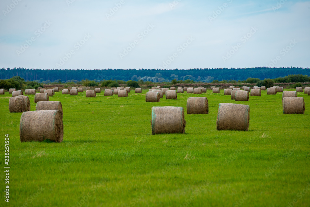 rolls of hay in green field under blue sky