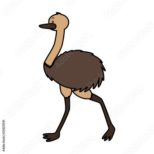 emu fauna on white background