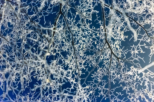 A branch of a tree in hoarf...