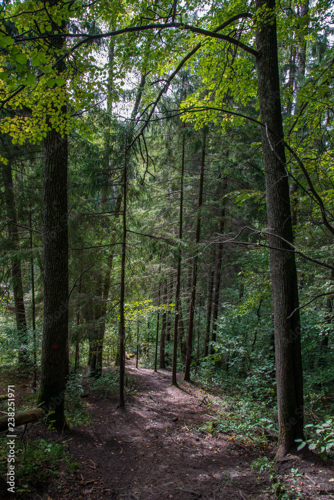 Fototapeta premium tourist hiking trail track in green summer forest