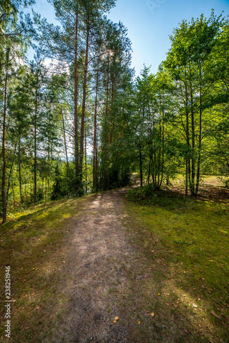 tourist hiking trail track in green summer forest