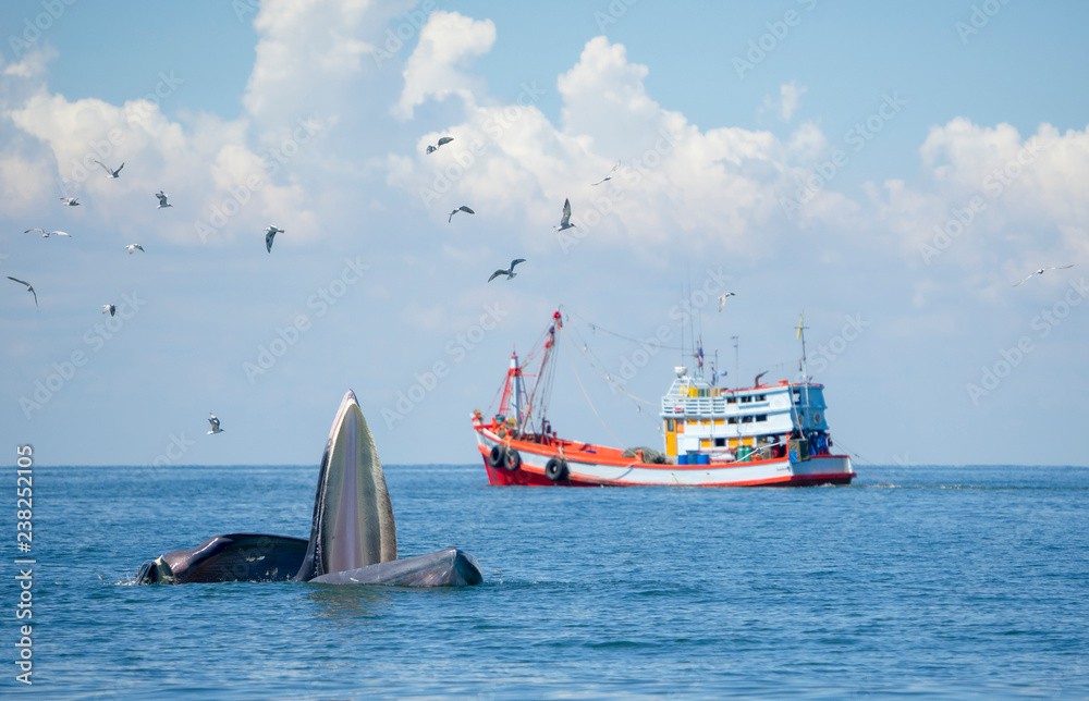 custom made wallpaper toronto digitalHuge Whale Bruda feed on a wide variety of fish in gulf of Thailand