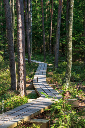calm and peaceful pine tree forest with green forest bed
