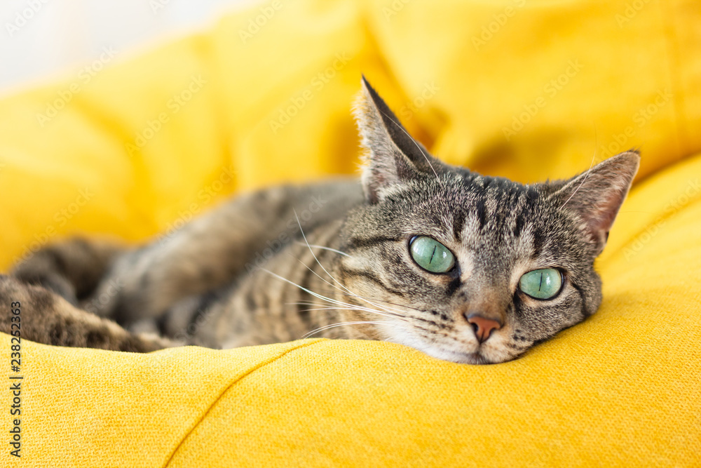 Cute tabby cat with green eyes lies on bright yellow bean bag. Boring mood.  Stock Photo | Adobe Stock