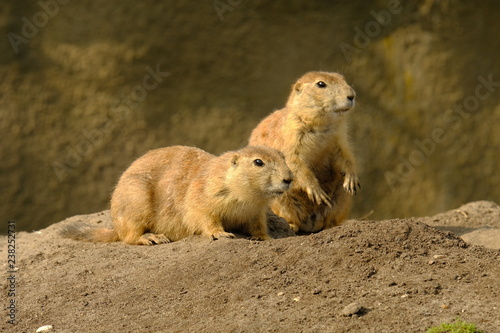 A cute scene of two loving prairie dogs close together
