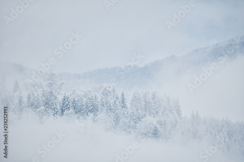 Winter forest in the Bieszczady Mountains