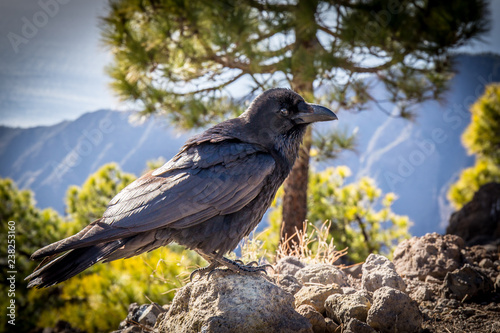 curious black crow in front of a mountain scenery