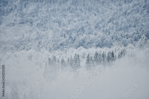 Winter forest in the Bieszczady Mountains © Szymon Bartosz