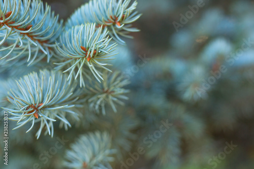 Branches of blue fir tree