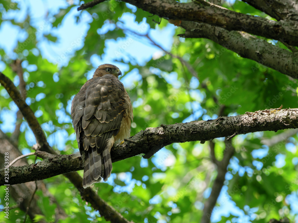 Northern Goshawk (Accipiter gentilis). Northern Goshawk (Accipiter gentilis).