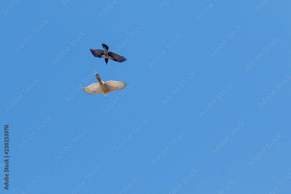 Northern Goshawk (Accipiter gentilis).