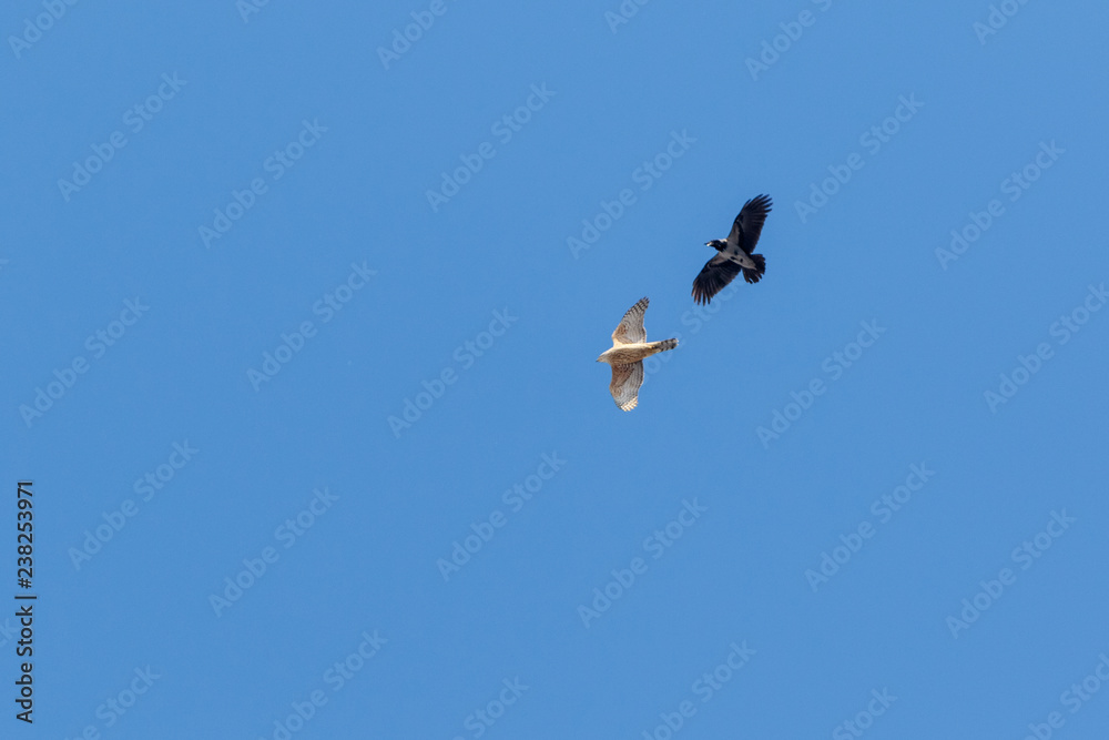 Northern Goshawk (Accipiter gentilis). Northern Goshawk (Accipiter gentilis).
