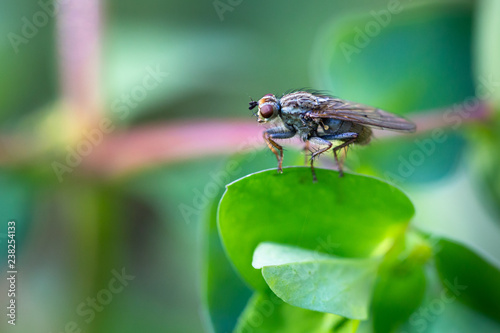Scatophaga photo