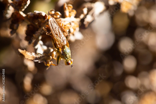 Scatophaga photo