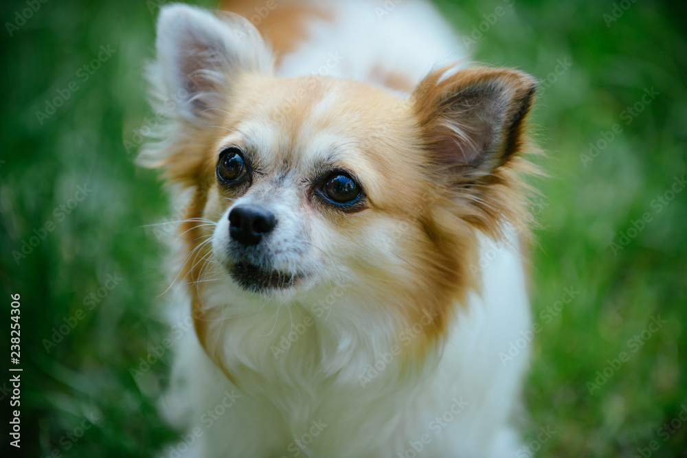 Pet care and animals rights. Pomeranian spitz dog walk on nature. Pedigree dog. Dog pet outdoor. Cute small dog play on green grass. Quite intelligent and naturally affectionate