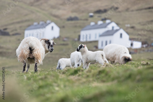 Sheep at Great Blasket Island photo