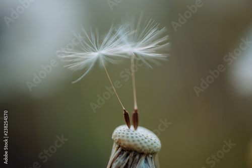 Fototapeta Naklejka Na Ścianę i Meble -  Merging with nature. Flowering plant. Wild dandelion on summer day. Dandelion flower seeds blowing away. Taraxacum flower on nature landscape. Summer nature. Blowball. Beauties of nature