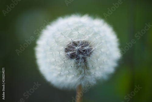Fototapeta Naklejka Na Ścianę i Meble -  Pure beauty. Dandelion or blowball flower with seeds. Wild dandelion on summer day. Taraxacum flower on nature landscape. Summer nature. Flowering plant. Beauties of nature