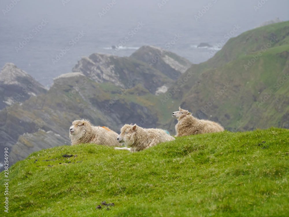 Fototapeta premium sheep in the mountains
