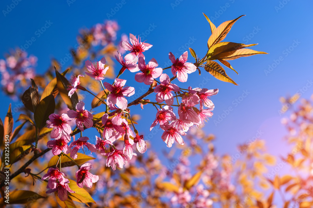 Wild Himalayan cherry blossom blooming. Wild Himalayan cherry blossom blooming.