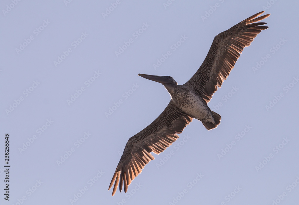 Obraz premium brown pelican