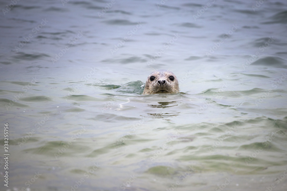 Fototapeta premium Seal