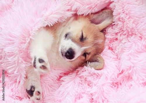 funny cute puppy sleeps sweetly in bed wrapped in a soft pink fluffy blanket with his eyes closed and sticking out his paws