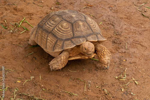 Sulcata tortoise walking on the ground outdoor.