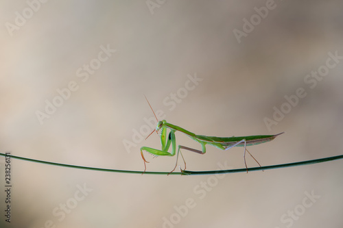 mantis on green background © Yasin