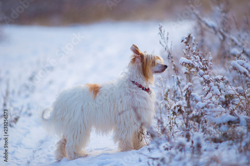 Chinese crested dog in snow © Татьяна Севостьянова
