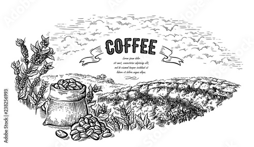 coffee plantation landscape bag and bush in graphic style hand-drawn vector illustration.