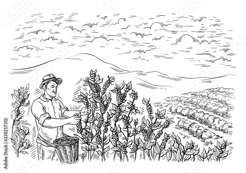 man gatherer harvests coffee at coffee plantation landscape in graphic style hand-drawn vector illustration.