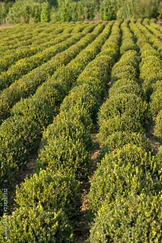 Vivaio di produzione di piante di bosso a palla