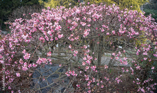 Viburnum x bodnantense (viburno ibrido a fioritura invernale)