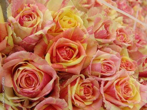 Rose da fiore reciso rosa e giallo