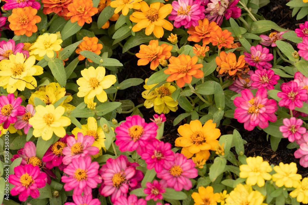 Top view of Zinnia many color in garden. Top view of Zinnia many color in garden.