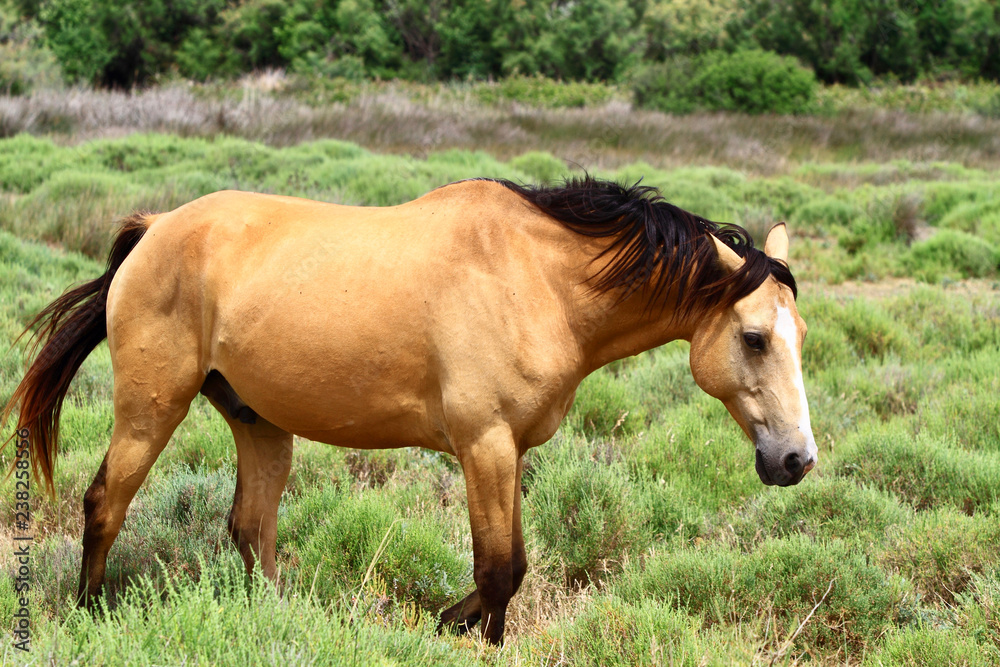 Fototapeta premium CHEVAL CAMARGUE