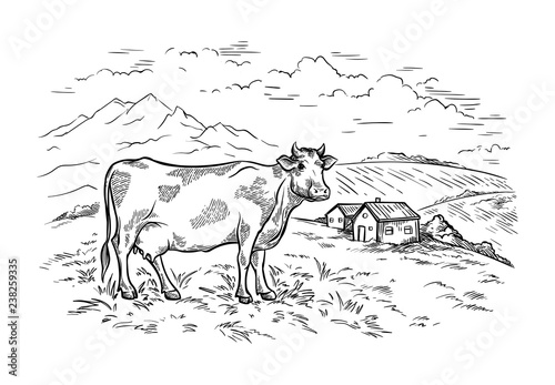 healthy Breakfast drawing sketch glass milk bottle iron can cup field cow vilage vector photo