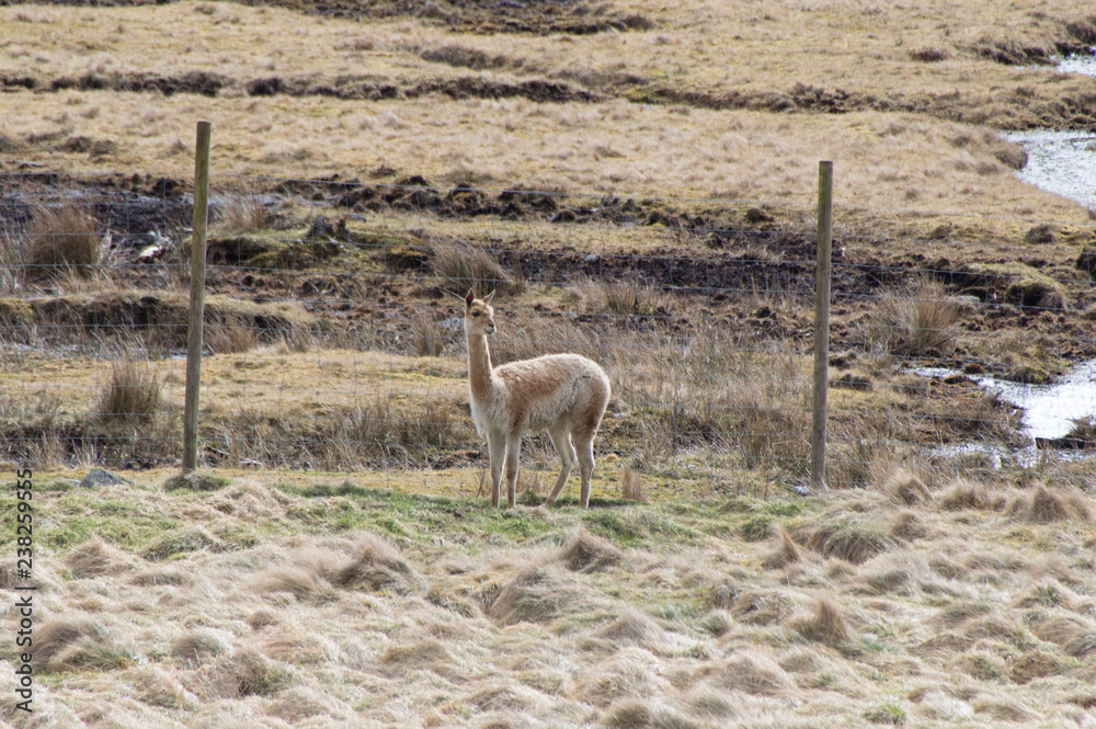 Naklejka premium llama