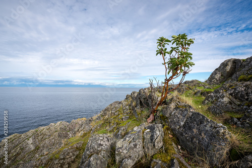 Beautiful rugged & rocky shoreline looking out to the ocean water of the Strait Of Georgia on Vancouver Island on the West coast of Canada. Strength, determined, perseverance Concept