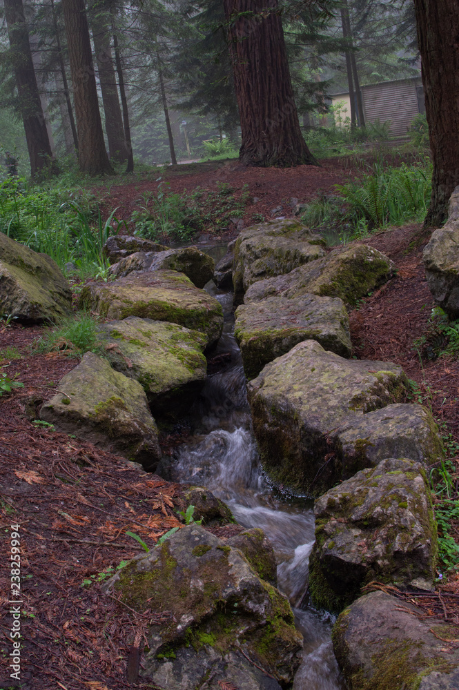 stream in forest stream in forest