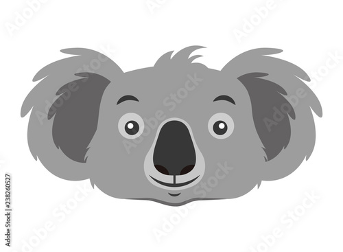 koala face australian wildlife white  background