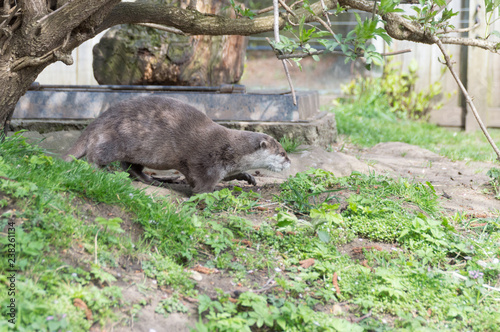 otter in zoo