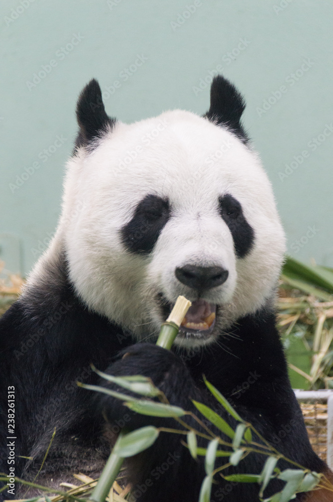 giant panda eating bamboo