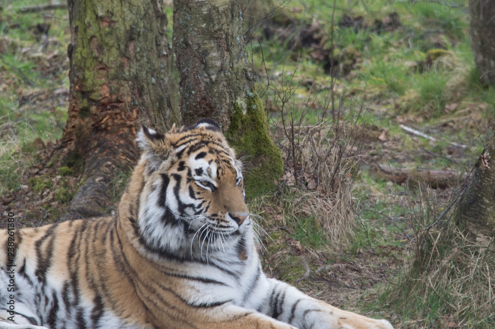 Obraz premium tiger in the zoo