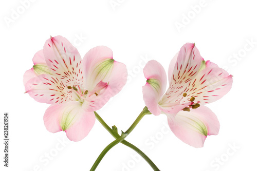 Two alstroemeria flowers