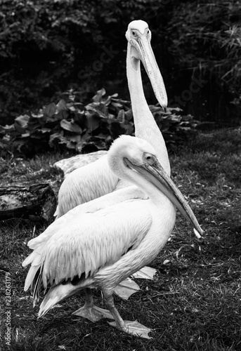 Pelicans Meet photo