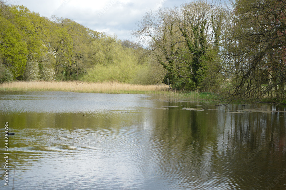 Obraz premium lake in the forest