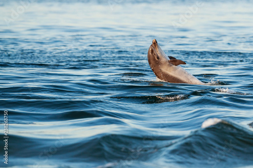 Obraz na płótnie Happy playful wild bottlenose dolphins